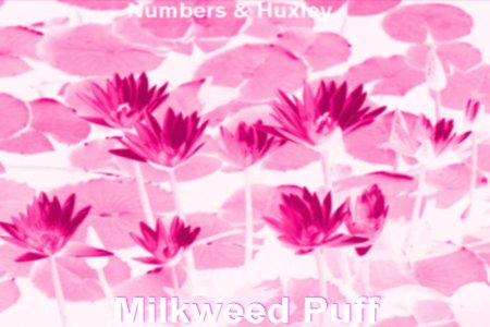 milkweedpuffalbum.jpg